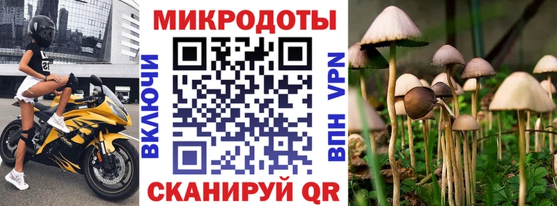 где продают   Губкинский  Псилоцибиновые грибы мицелий 